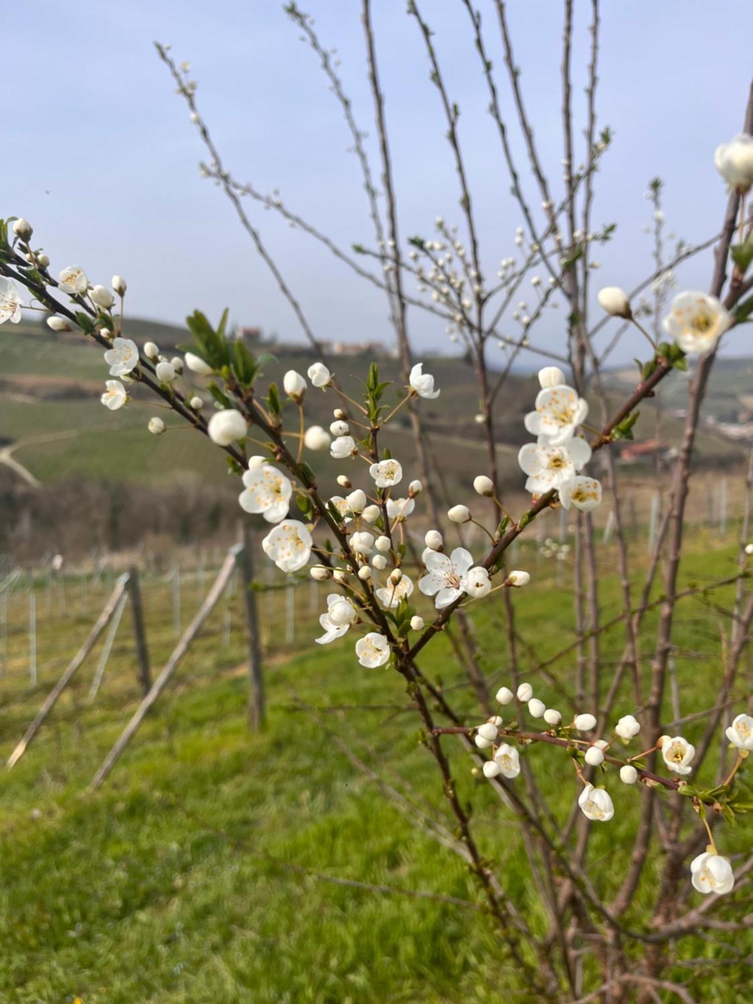 Le Cornici - Cascina Di Charme Diano dʼAlba